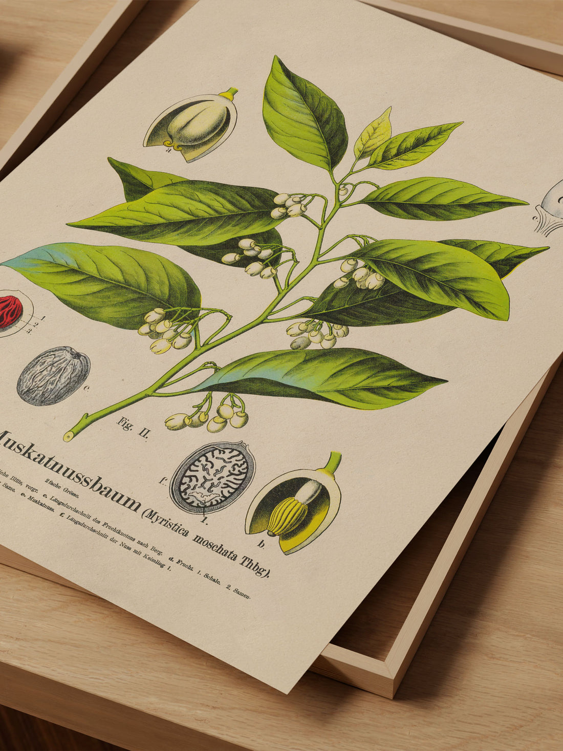 Nutmeg Botanical Print – Vintage Plant Wall Art